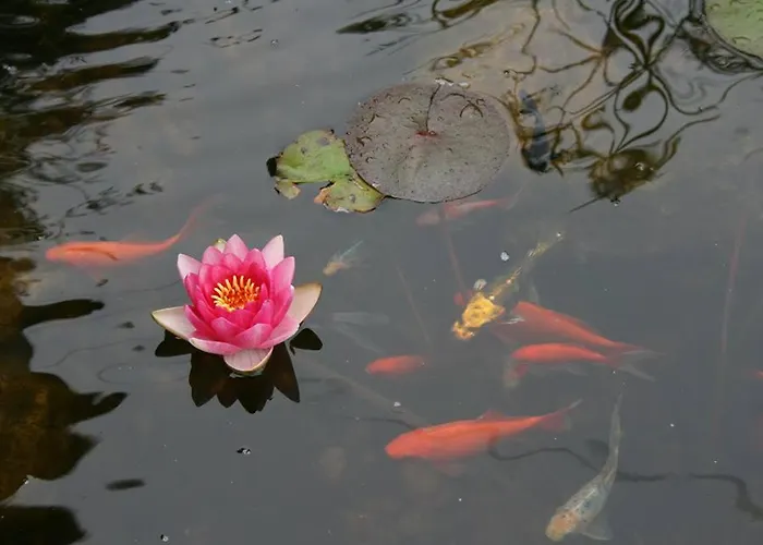 Rural El Hondal Rudaguera